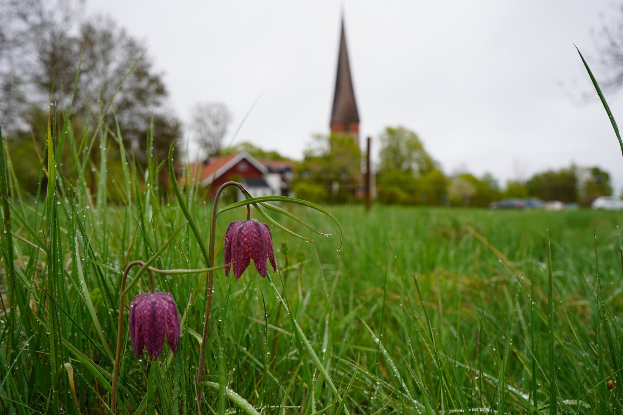Kyrkvaktmästare – ledig tjänst hos Vaksala församling